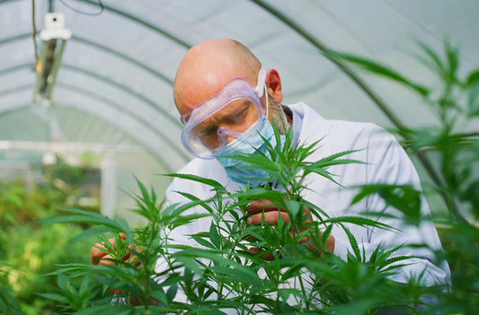 Delta 9: 8 Things to Know Before You Try the Original THC
