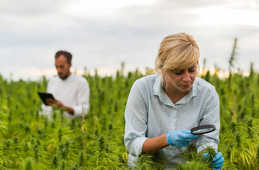 The Legal Landscape of Hemp-Derived Delta 9 THC: A Comprehensive Guide for Consumers