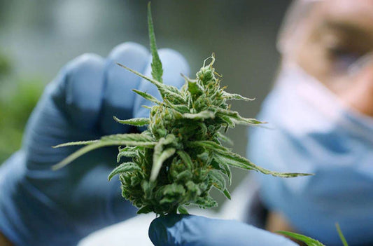 Delta 9 THC Beverages: A Delicious and Convenient Way to Enjoy the Benefits of Hemp