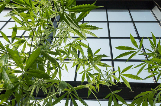 Legal + Natural, But Is Delta-9 THC Addictive?