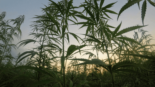 Delta 8 THC vs. Delta 9 THC: Understanding the Differences Between These Cannabinoids