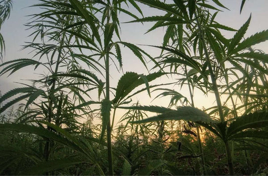 What Is Delta 9 THC?